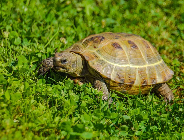 Yeşil çimenlerin üzerinde turtle