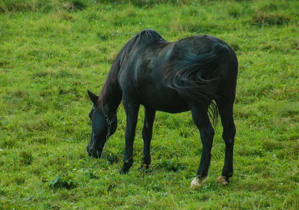 Un caballo de la bahía en el prado —  Fotos de Stock