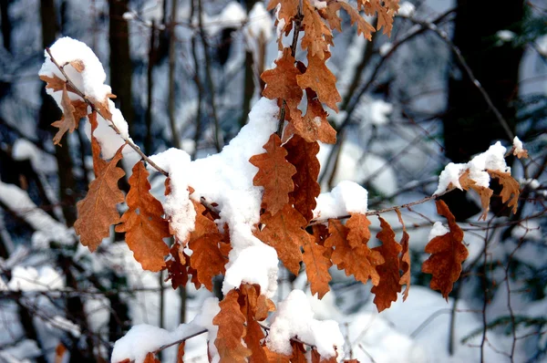 Sear foglie sotto la neve — Foto Stock
