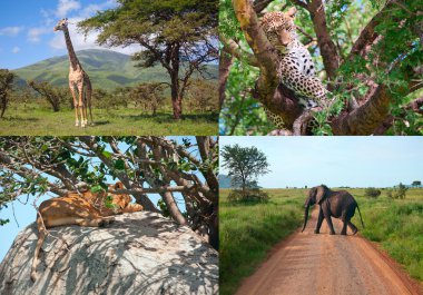 Afrika Safari. vahşi hayvanlar kümesi.
