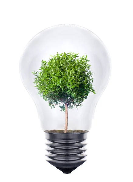 Concepto de energía ecológica verde, planta que crece dentro de la bombilla — Foto de Stock