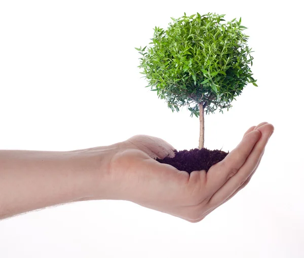 Árbol en la mano — Foto de Stock