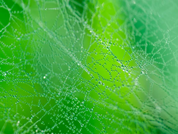 stock image Spider web with drops. Selective focuse.