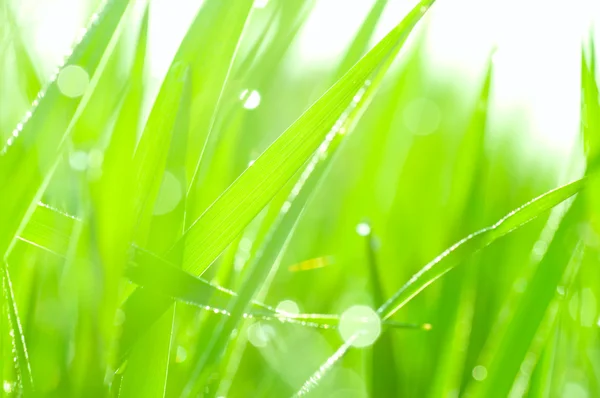 Весенняя трава в солнечном свете и разряженное небо на заднем плане — стоковое фото