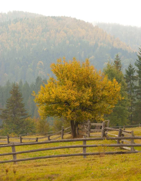 Arbre automne sur Prairie sèche sur fond de ciel bleu — Photo