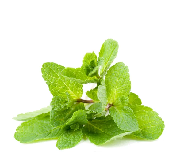 Menta hojas cerca para arriba sobre un fondo blanco — Foto de Stock