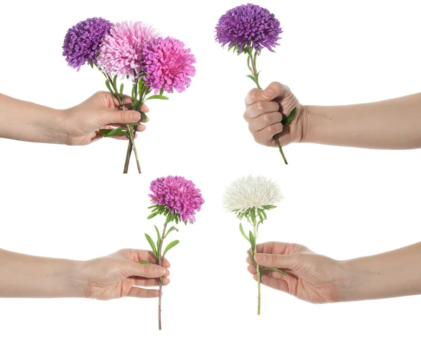 Hand set holding chrysanthemum — Stock Photo, Image