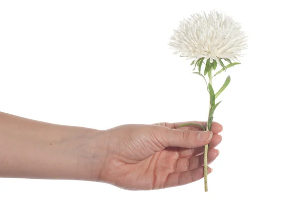 Hand holding pink set of chrysanthemum — Stock Photo, Image