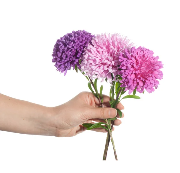 Hand holding pink set of chrysanthemum — Stock Photo, Image