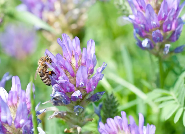 Miel de abeja en la hermosa flor de cerca —  Fotos de Stock