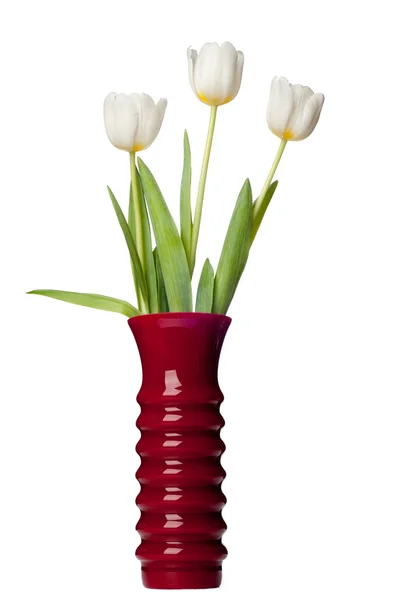 Flores de tulipán aisladas en blanco backgrou — Foto de Stock