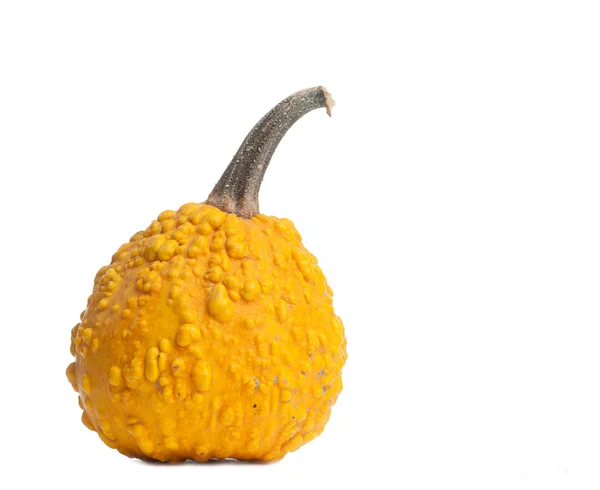 Single decorative exotic pumpkins on white — Stock Photo, Image