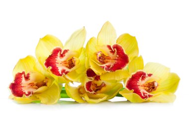 beyaz izole sarı orkide çiçek