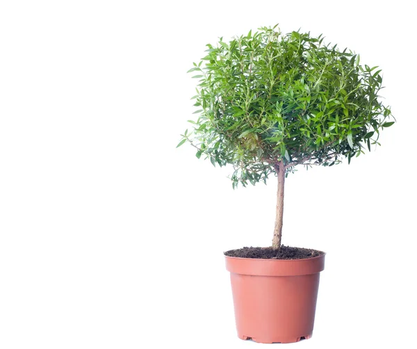 Small tree growing on white background. — Stock Photo, Image