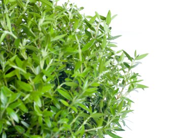 Beyaz arka plan üzerinde büyüyen küçük ağaç.