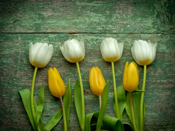 White and yellow  tulips over green wooden table — Stock Photo, Image