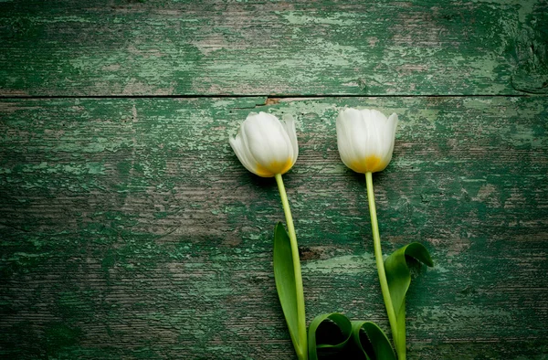 Tulipany wiosna zbliżenie na Zielona drewniane — Zdjęcie stockowe