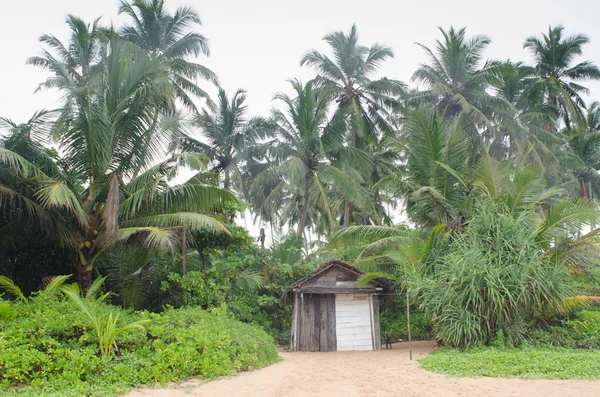 코코넛 나무와 비치 방갈로 로열티 프리 스톡 사진