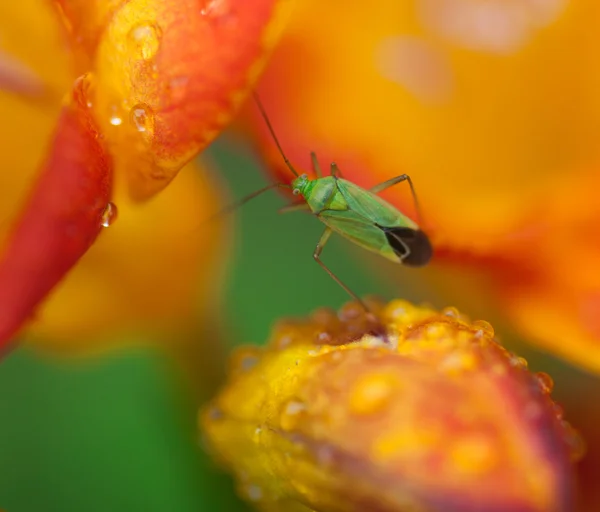 Vackra freesia blommor med vattendroppar och grön insekt — Stockfoto