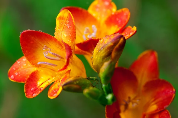 水滴と緑色の昆虫と美しいフリージアの花 — ストック写真