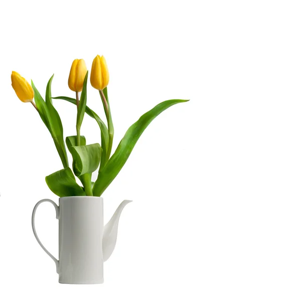 Spring Tulips flowers — Stock Photo, Image