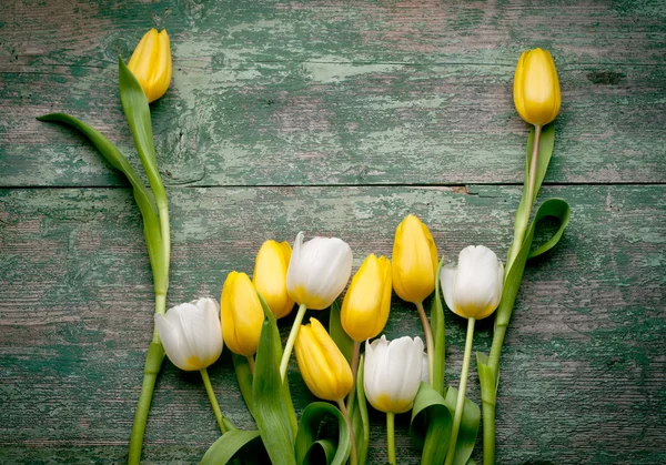 Beyaz ve Sarı laleler