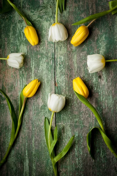 Tulipas brancas e amarelas — Fotografia de Stock