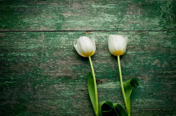 Spring Tulips flowers — Stock Photo, Image