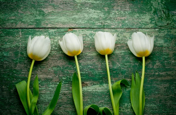 White tulips — Stock Photo, Image