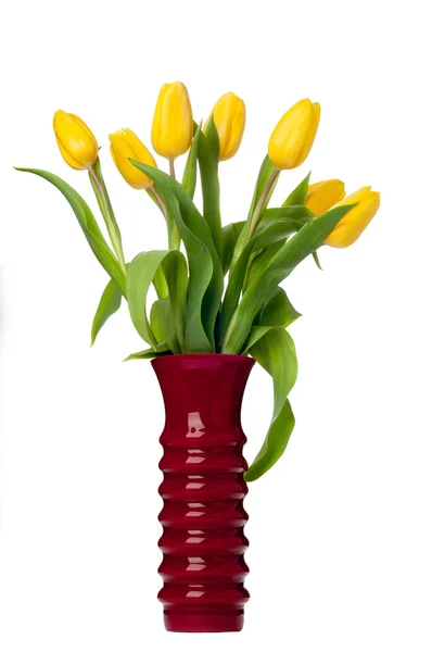 Tulip Flowers — Stock Photo, Image