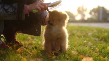 Bir kadın sokakta köpeği fırçalayarak sevgili köpeğine bakar. Evcil hayvanlar. Yavaş çekim