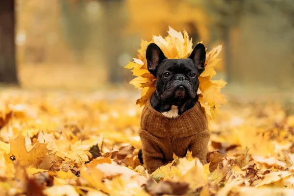 Portret van een Franse Bulldog in een herfstlandschap. Grappige hond in het park in de herfst — Stockfoto