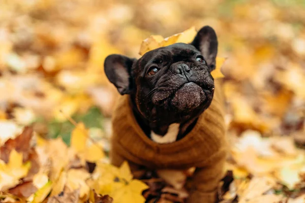 Portret van een Franse Bulldog in een herfstlandschap. Grappige hond in het park in de herfst — Stockfoto