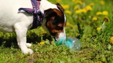 Jack Russell 'ın köpeği sıcak bir günde bir yaz parkında içme kabından su içer.