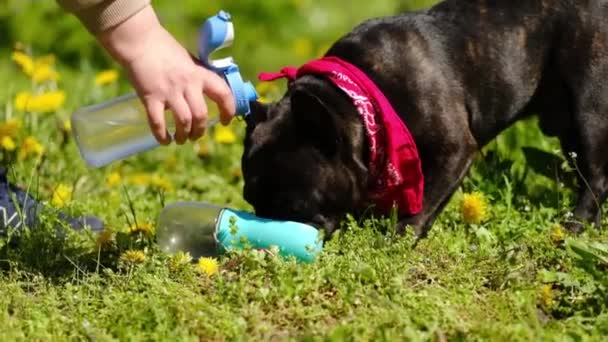 在一个炎热的夏天，法国斗牛犬在一个夏季公园里从一个饮水碗里喝水。主人在阳光明媚的日子给狗浇水 — 图库视频影像