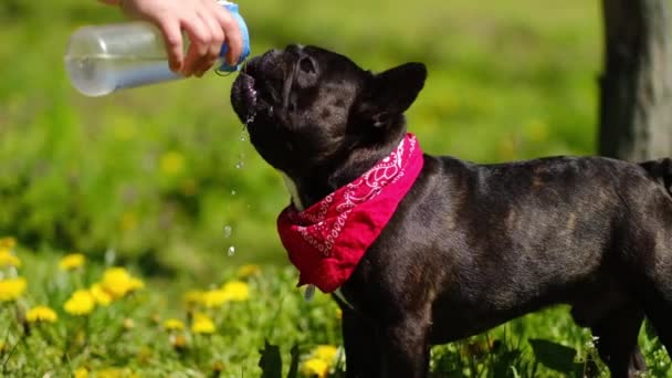 Francouzský buldok pije vodu z misky v letním parku za horkého dne. Majitel zalije psa za slunečného dne — Stock video