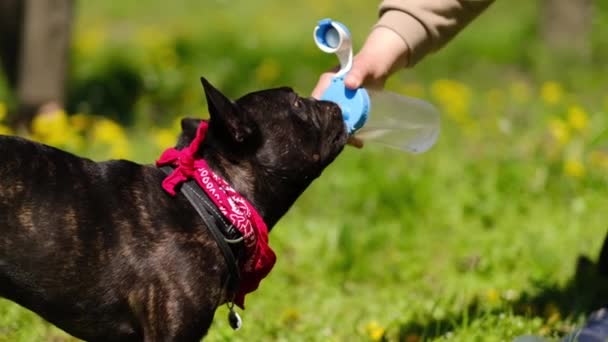 El bulldog francés bebe agua de un tazón en un parque de verano en un día caluroso. El dueño riega al perro en un día soleado — Vídeos de Stock