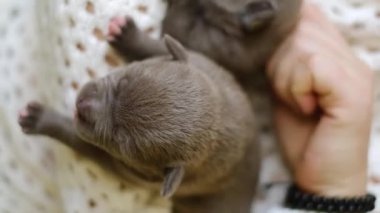 İki yeni doğmuş yavru köpek sahibinin kollarında uyur. Amerikan zorba köpek yavruları, köpek yetiştiricileri.