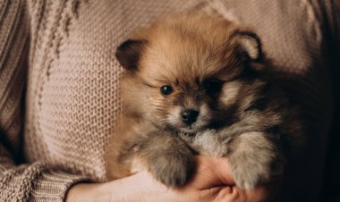 Yumuşak pomeranya kürkü yavrusu elleriyle oturur, başını çevirir ve kameraya bakar.