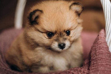 Yumuşak pomeranya samuru bir battaniyeye oturmuş kameraya bakıyor.