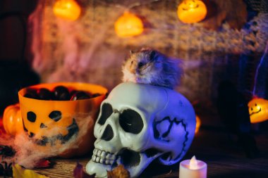 Cadılar Bayramı için bir hamsterla kova balkabağı..