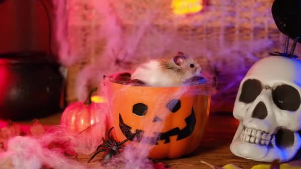 Abóbora Balde Halloween Com Hamster — Vídeo de Stock
