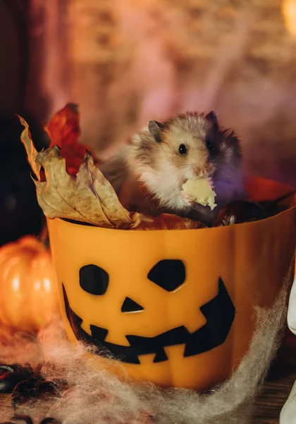 Bucket Pumpkin Halloween Hamster — Stock Photo, Image