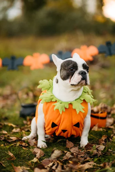 Halloween and Thanksgiving Holidays. Dog with pumpkins in the forest. Cute French Bulldog. Dog costume for Halloween