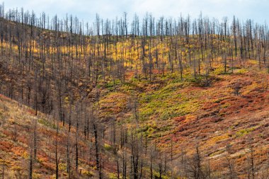Sonbaharın dağlardaki renkli güzelliği..