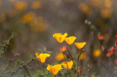 Baharda dağdaki sarı gelincikleri kapatın..