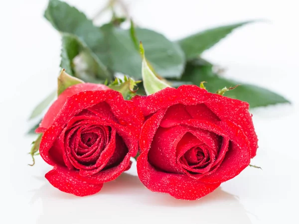 Close Rosas Vermelhas Com Froplets Água Pétalas — Fotografia de Stock