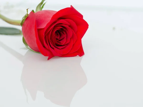 Zblízka Krásná Červená Růže Skle — Stock fotografie