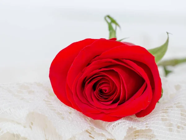 Detail Krásné Červené Růže Bílé Krajky — Stock fotografie
