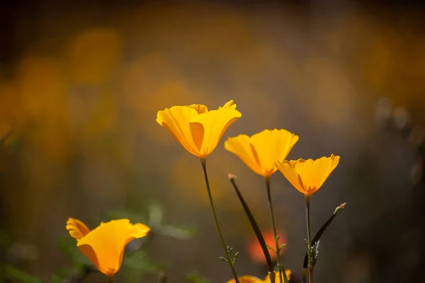 Nahaufnahme Von Gelben Mohnblumen Auf Dem Berg Frühling — Stockfoto